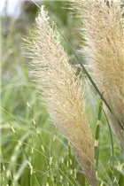 Cortaderia selloana 'Pumila' - Kleines Garten-Pampasgras 'Pumila' Cortaderia selloana 'Pumila' - Kleines Garten-Pampasgras 'Pumila'