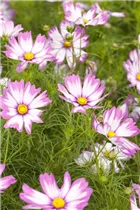 Cosmos bipinnatus - Fiederblättriges Schmuckkörbchen