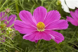 Cosmos bipinnatus - Fiederblättriges Schmuckkörbchen