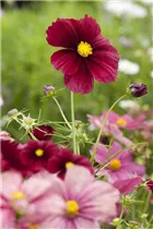 Cosmos bipinnatus - Fiederblättriges Schmuckkörbchen
