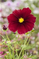 Cosmos bipinnatus - Fiederblättriges Schmuckkörbchen