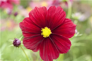 Cosmos bipinnatus - Fiederblättriges Schmuckkörbchen