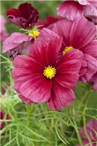 Cosmos bipinnatus - Fiederblättriges Schmuckkörbchen