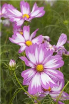 Cosmos bipinnatus - Fiederblättriges Schmuckkörbchen