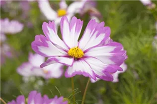Cosmos bipinnatus - Fiederblättriges Schmuckkörbchen