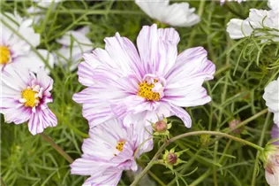 Cosmos bipinnatus - Fiederblättriges Schmuckkörbchen