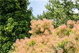 Cotinus coggygria - Perückenstrauch Cotinus coggygria - Perückenstrauch