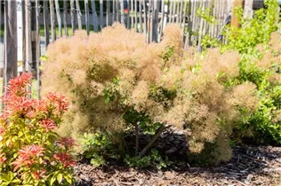 Cotinus coggygria - Perückenstrauch Cotinus coggygria - Perückenstrauch
