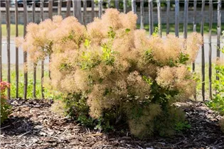 Cotinus coggygria - Perückenstrauch Cotinus coggygria - Perückenstrauch