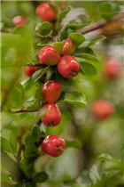 Cotoneaster dammeri - Teppichmispel