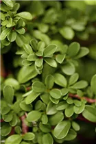 Cotoneaster dammeri 'Eichholz' - Kriechmispel 'Eichholz' Cotoneaster dammeri 'Eichholz' - Kriechmispel 'Eichholz'