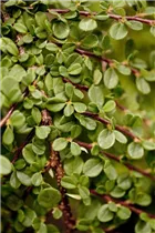 Cotoneaster procumbens 'Queen of Carpets' - Zwergmispel 'Queen of Carpets'