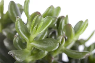 Crassula ovata 'Gollum' - Geldbaum 'Gollum' Crassula ovata 'Gollum' - Geldbaum 'Gollum'