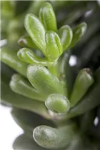 Crassula ovata - Geldbaum