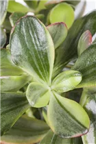 Crassula ovata - Geldbaum