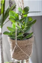 Crassula ovata - Geldbaum