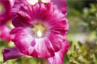 Alcea rosea - Stockrose
