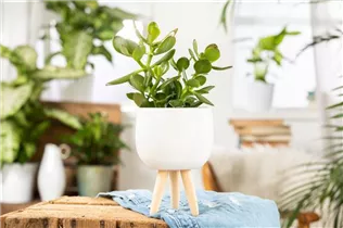 Crassula ovata - Geldbaum