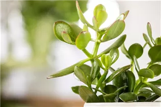 Crassula ovata - Geldbaum
