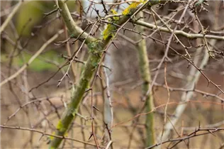 Crataegus laevigata - Zweigriffliger Weißdorn