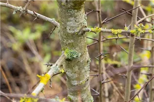 Crataegus laevigata - Zweigriffliger Weißdorn