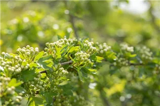 Crataegus laevigata - Zweigriffliger Weißdorn