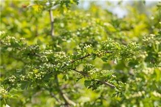 Crataegus laevigata - Zweigriffliger Weißdorn
