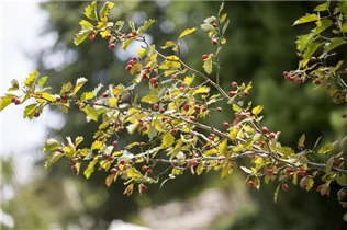 Crataegus coccinea - Scharlachdorn Crataegus coccinea - Scharlachdorn