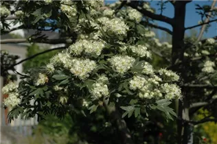 Crataegus monogyna - Eingriffeliger Weißdorn