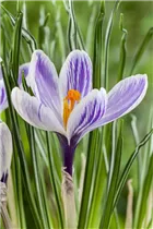 Crocus vernus - Frühlings-Krokus