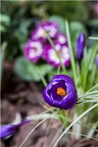 Crocus vernus - Frühlings-Krokus