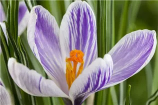Crocus vernus - Frühlings-Krokus