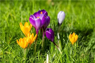 Blumenzwiebeln - Krokus Snowbunting x20