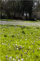 Crocus vernus - Frühlings-Krokus