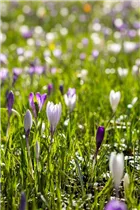 Blumenzwiebeln - Krokus Snowbunting x20