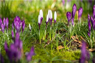 Crocus vernus - Frühlings-Krokus