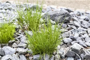 Melica ciliata - Wimper-Perlgras