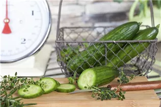 Cucumis sativus 'Salatgurke' - Salatgurke