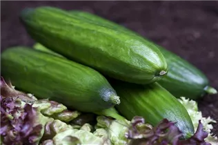 Cucumis sativus - Gurke