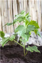 Cucumis sativus - Gurke