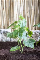 Cucumis sativus - Gurke