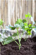 Cucumis sativus - Gurke