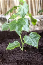 Cucumis sativus - Gurke