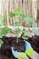 Cucumis sativus - Gurke