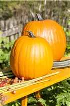 Cucurbita maxima - Speise-Kürbis Cucurbita maxima - Speise-Kürbis