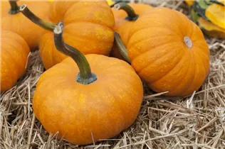 Cucurbita maxima - Speise-Kürbis Cucurbita maxima - Speise-Kürbis