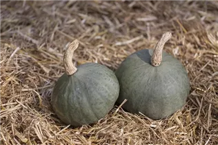 Cucurbita maxima - Speise-Kürbis Cucurbita maxima - Speise-Kürbis