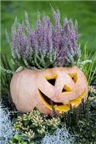 Cucurbita maxima - Speise-Kürbis Cucurbita maxima - Speise-Kürbis