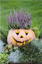 Cucurbita maxima - Speise-Kürbis Cucurbita maxima - Speise-Kürbis