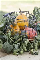 Humulus lupulus - Wilder Hopfen Humulus lupulus - Wilder Hopfen